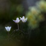 125 - ANEMONE NEMOROSA 1 - ZERNIG EVA MARIA - germany